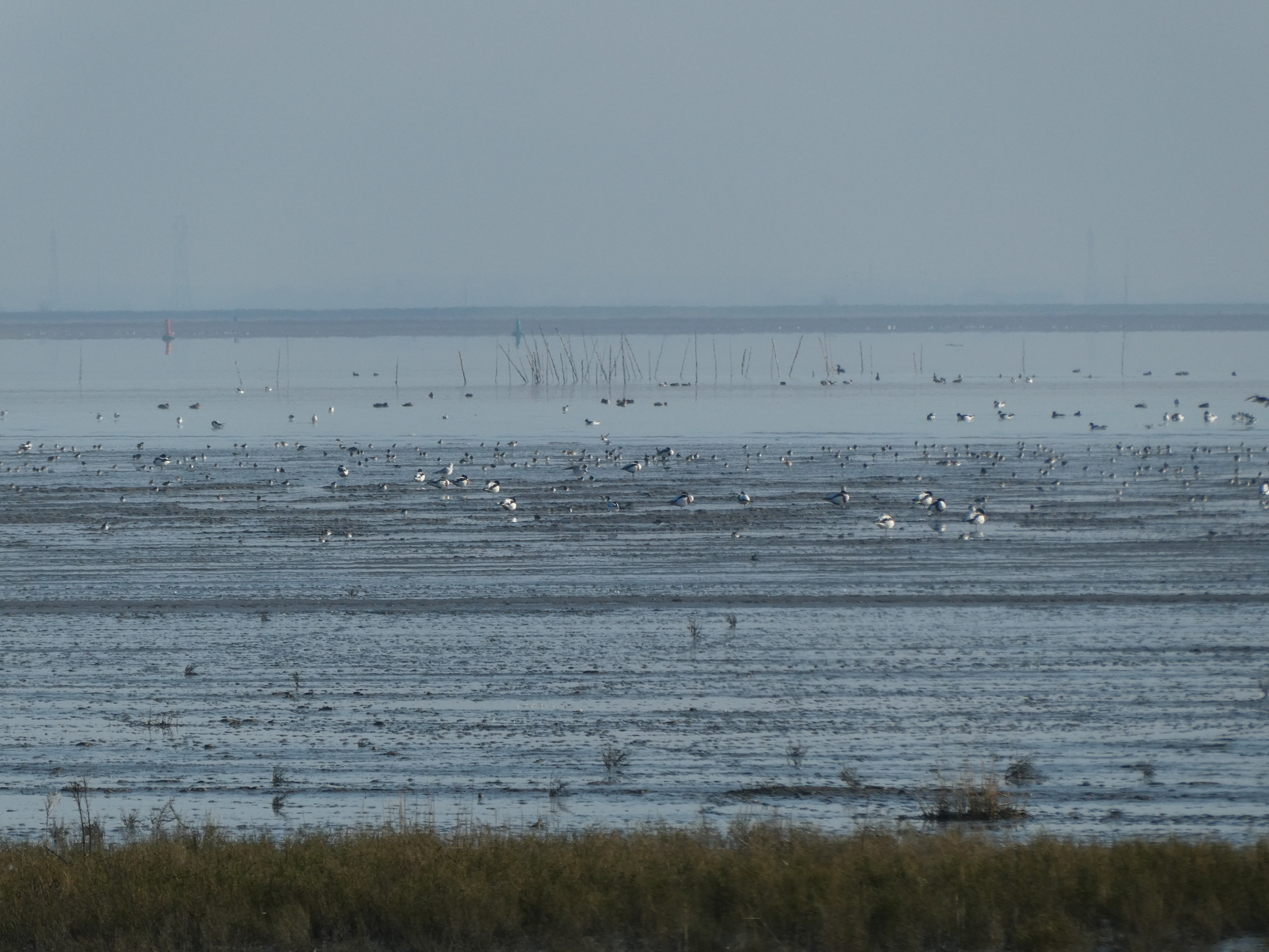 Vue sur les oiseaux de la vasière depuis le Mirador
